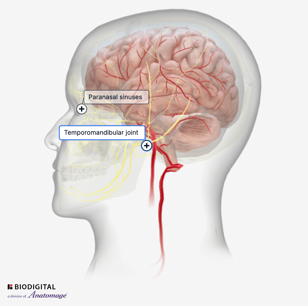 Sample 3D anatomy sourced from Biodigital showing Temporomandibular joint and paranasal sinuses